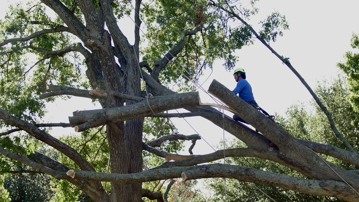 Professional Hazardous Tree Removal performed by certified arborists in Rockbridge