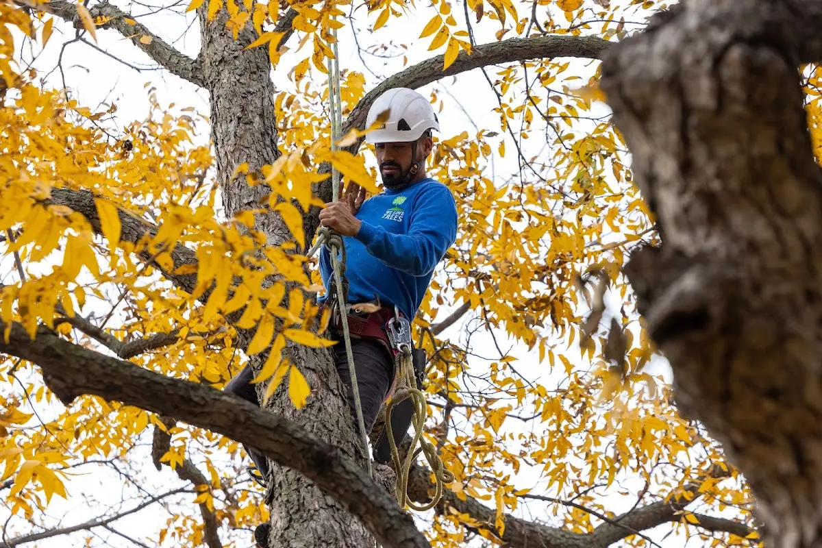 Skilled Tree Planing crew working in Rockbridge
